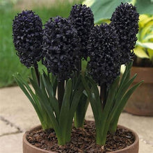 Load image into Gallery viewer, Grow In Pots Bonsai plant flower for home garden