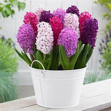 Load image into Gallery viewer, Grow In Pots Bonsai plant flower for home garden