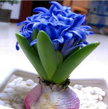 Load image into Gallery viewer, Grow In Pots Bonsai plant flower for home garden