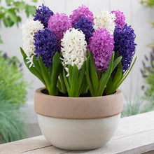 Load image into Gallery viewer, Grow In Pots Bonsai plant flower for home garden