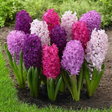 Load image into Gallery viewer, Grow In Pots Bonsai plant flower for home garden