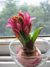 Load image into Gallery viewer, Grow In Pots Bonsai plant flower for home garden