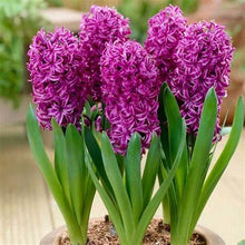 Load image into Gallery viewer, Grow In Pots Bonsai plant flower for home garden