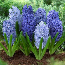 Load image into Gallery viewer, Grow In Pots Bonsai plant flower for home garden