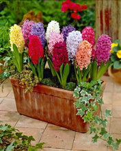 Load image into Gallery viewer, Grow In Pots Bonsai plant flower for home garden