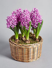 Load image into Gallery viewer, Grow In Pots Bonsai plant flower for home garden