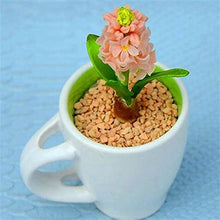 Load image into Gallery viewer, Grow In Pots Bonsai plant flower for home garden
