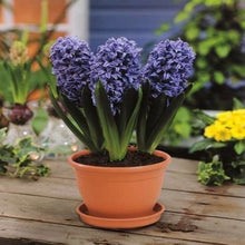 Load image into Gallery viewer, Grow In Pots Bonsai plant flower for home garden