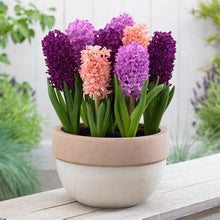 Load image into Gallery viewer, Grow In Pots Bonsai plant flower for home garden