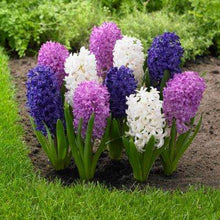 Load image into Gallery viewer, Grow In Pots Bonsai plant flower for home garden