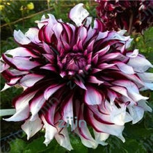 Load image into Gallery viewer, flowers high survival rate bonsai tree garden decoration