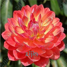Load image into Gallery viewer, flowers high survival rate bonsai tree garden decoration