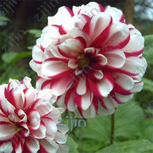 Load image into Gallery viewer, flowers high survival rate bonsai tree garden decoration