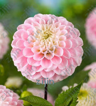 Load image into Gallery viewer, flowers high survival rate bonsai tree garden decoration