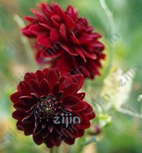 Load image into Gallery viewer, flowers high survival rate bonsai tree garden decoration