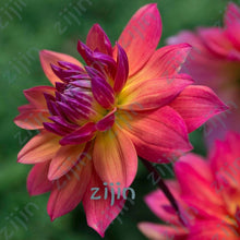Load image into Gallery viewer, flowers high survival rate bonsai tree garden decoration