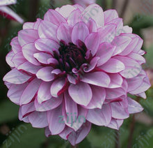 Load image into Gallery viewer, flowers high survival rate bonsai tree garden decoration