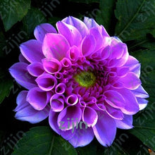 Load image into Gallery viewer, flowers high survival rate bonsai tree garden decoration