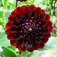 Load image into Gallery viewer, flowers high survival rate bonsai tree garden decoration