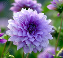 Load image into Gallery viewer, flowers high survival rate bonsai tree garden decoration