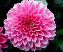 Load image into Gallery viewer, flowers high survival rate bonsai tree garden decoration
