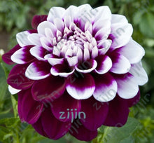 Load image into Gallery viewer, flowers high survival rate bonsai tree garden decoration