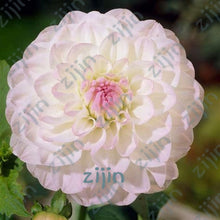 Load image into Gallery viewer, flowers high survival rate bonsai tree garden decoration