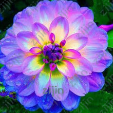 Load image into Gallery viewer, flowers high survival rate bonsai tree garden decoration