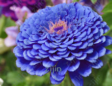 Load image into Gallery viewer, flowers high survival rate bonsai tree garden decoration