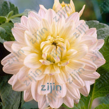 Load image into Gallery viewer, flowers high survival rate bonsai tree garden decoration