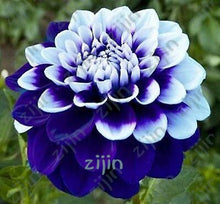 Load image into Gallery viewer, flowers high survival rate bonsai tree garden decoration