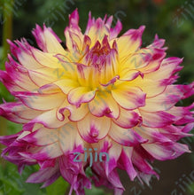 Load image into Gallery viewer, flowers high survival rate bonsai tree garden decoration