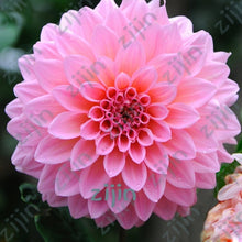 Load image into Gallery viewer, flowers high survival rate bonsai tree garden decoration