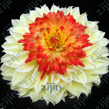 Load image into Gallery viewer, flowers high survival rate bonsai tree garden decoration