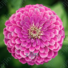 Load image into Gallery viewer, flowers high survival rate bonsai tree garden decoration