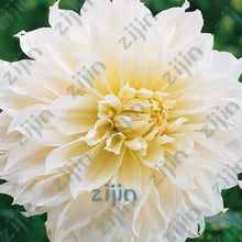 Load image into Gallery viewer, flowers high survival rate bonsai tree garden decoration