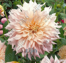 Load image into Gallery viewer, flowers high survival rate bonsai tree garden decoration
