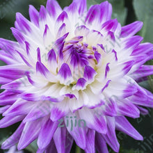 Load image into Gallery viewer, flowers high survival rate bonsai tree garden decoration